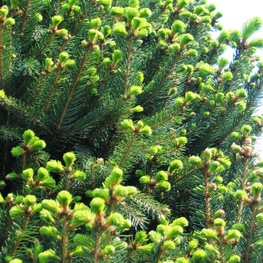 Ель обыкновенная Купрессина (Cupressina)