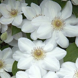 Клематис крупноцветковый Ежи Попелушко (Jerzy Popieluszko)