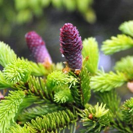 Ель обыкновенная Колумнарис (Columnaris)
