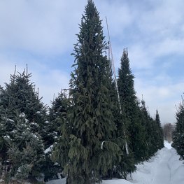 Ель обыкновенная Колумнарис (Columnaris)