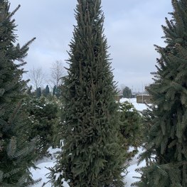 Ель обыкновенная Колумнарис (Columnaris)