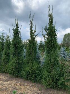 Ель обыкновенная Колумнарис (Columnaris)