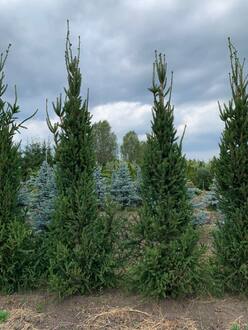 Ель обыкновенная Колумнарис (Columnaris)