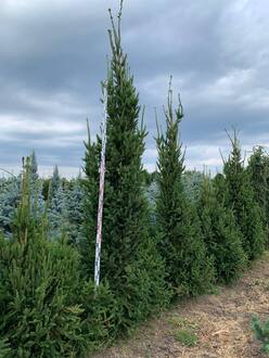Ель обыкновенная Колумнарис (Columnaris)