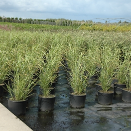 Мискантус китайский (Miscanthus)