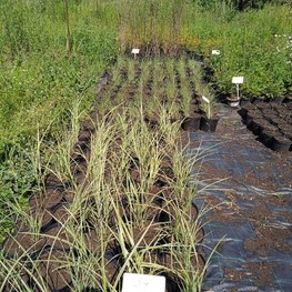 Мискантус китайский (Miscanthus)