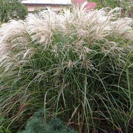Мискантус китайский "Kleine Silberspinne" (Кляйн Зильбешпине)