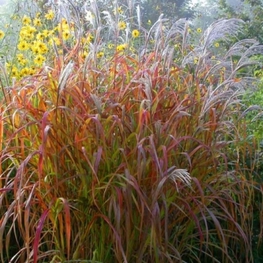 Мискантус китайский "Purpurascens" (Пурпураскенс)