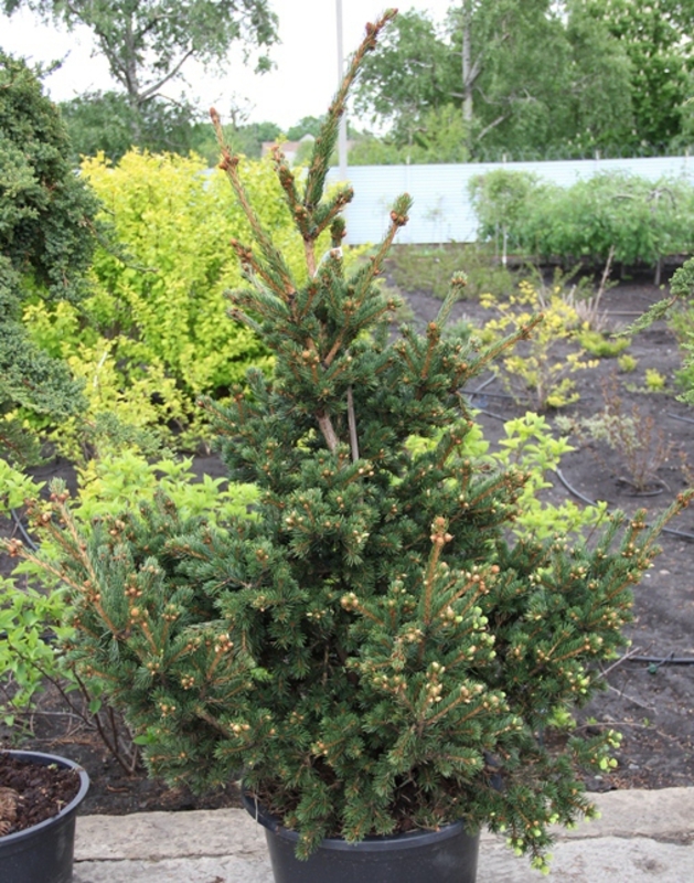 Ель колючая Лаки Страйк (Lucky Strike)