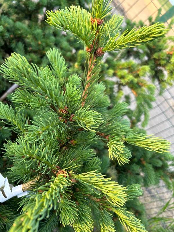 Ель колючая Лаки Страйк (Lucky Strike)