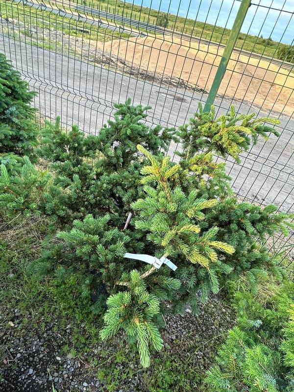 Ель колючая Лаки Страйк (Lucky Strike)