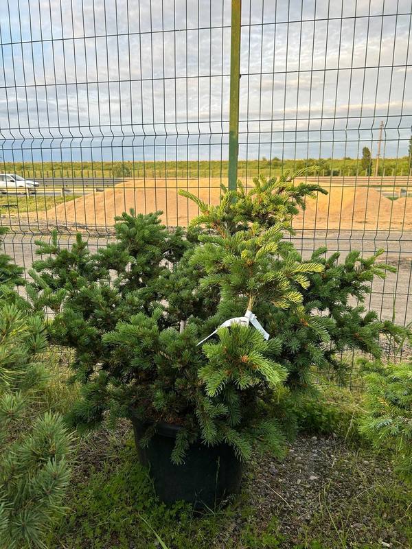 Ель колючая Лаки Страйк (Lucky Strike)