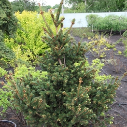 Ель колючая Лаки Страйк (Lucky Strike)