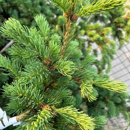 Ель колючая Лаки Страйк (Lucky Strike)