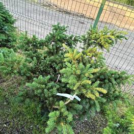 Ель колючая Лаки Страйк (Lucky Strike)