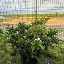 Ель колючая Лаки Страйк (Lucky Strike)