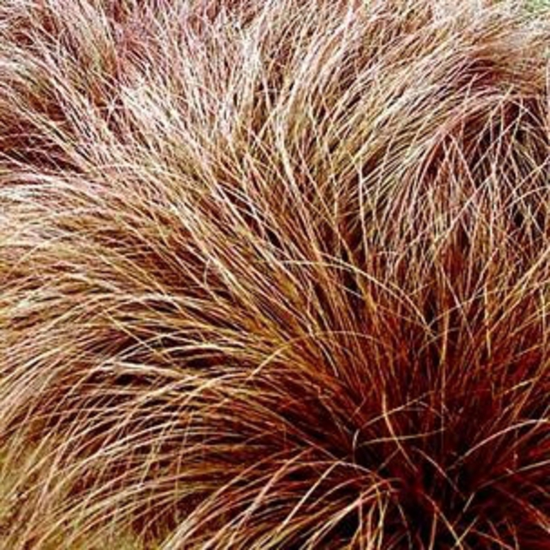 Осока Милк Шоколат (Milk Chocolate)