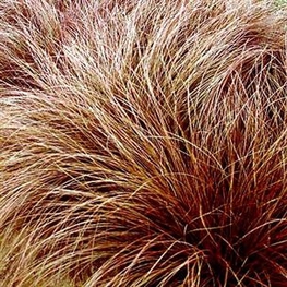 Осока Милк Шоколат (Milk Chocolate)