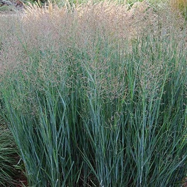 Просо прутьевидное Хэви Метал (Heavy Metal)