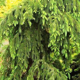 Ель обыкновенная Пендула Майор (Pendula Major)