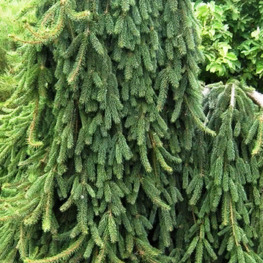 Ель обыкновенная Пендула Майор (Pendula Major)