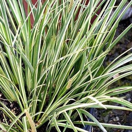 Аир злаковидный "Argenteostriatus" (Аргентеостриатус)