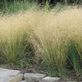 Луговик дернистый Дешампсия (Deschampsia)