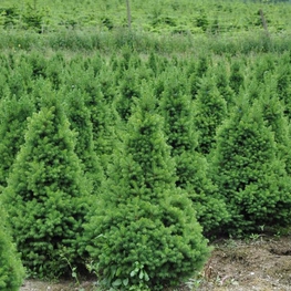 Ель канадская Коника (Conica)