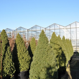 Ель канадская Коника (Conica)