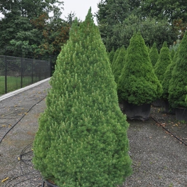 Ель канадская Коника (Conica)