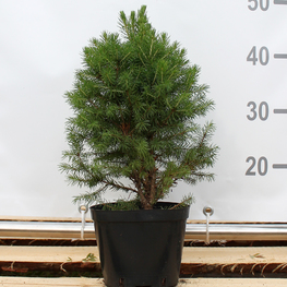 Ель канадская Коника (Conica)