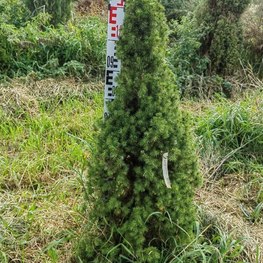 Ель канадская Коника (Conica)