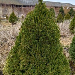 Ель канадская Коника (Conica)