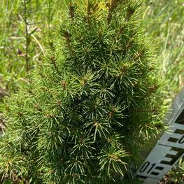 Ель канадская Коника (Conica)