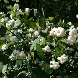 Снежноягодник Доренбоза Уайт Хедж (White Hedge)