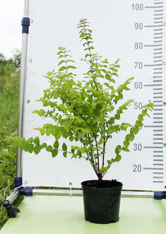 Снежноягодник Мэджик Берри (Magic Berry)