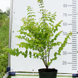 Снежноягодник Мэджик Берри (Magic Berry)