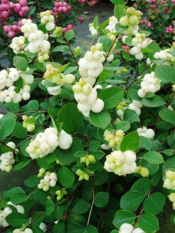 Снежноягодник Мэджикал Гэлакси (Magical Galaxy)