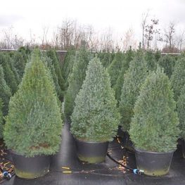 Ель канадская Сандерс Блю (Sander's Blue)