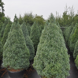 Ель канадская Сандерс Блю (Sander's Blue)