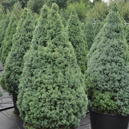 Ель канадская Сандерс Блю (Sander's Blue)