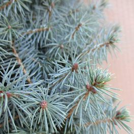 Ель канадская Сандерс Блю (Sander's Blue)