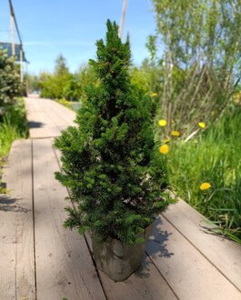 Ель канадская Сандерс Блю (Sander's Blue)