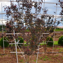 Яблоня гибридная Роялти (Royalty) шпалера