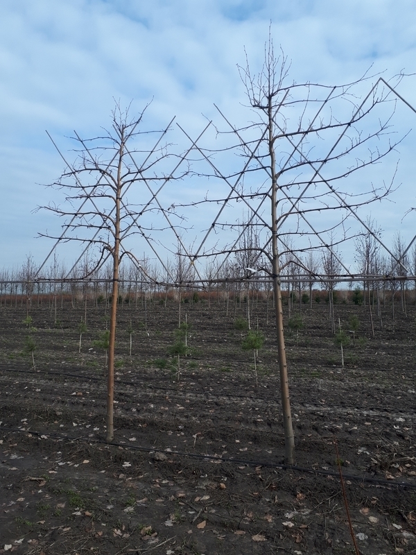 Липа европейская Паллида (Pallida) шпалера