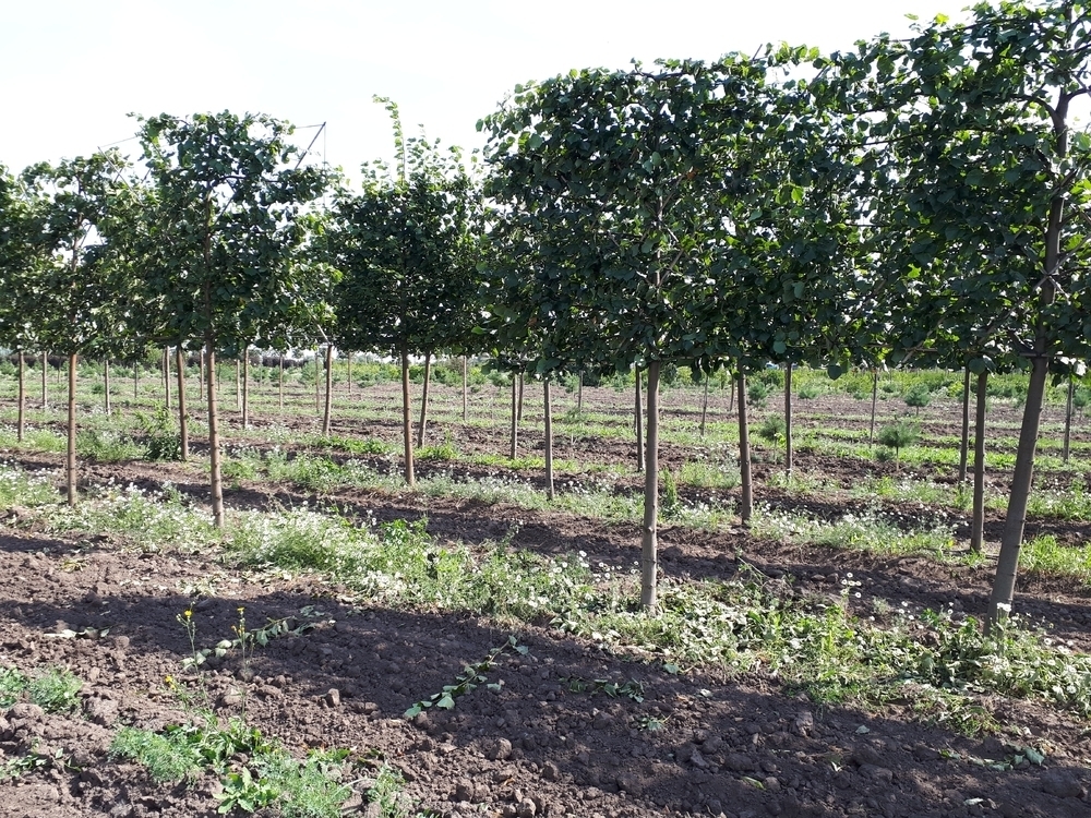 Липа европейская Паллида (Pallida) шпалера