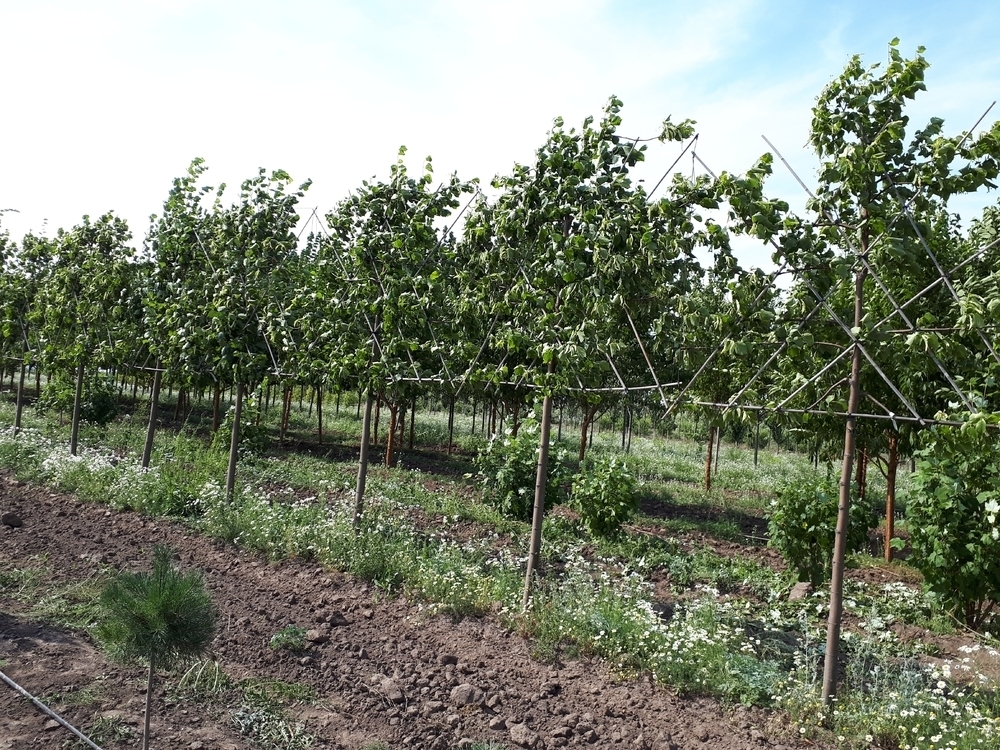 Липа европейская Паллида (Pallida) шпалера