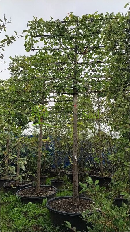 Липа европейская Паллида (Pallida) шпалера