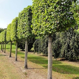 Липа европейская Паллида (Pallida) шпалера