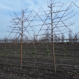 Липа европейская Паллида (Pallida) шпалера